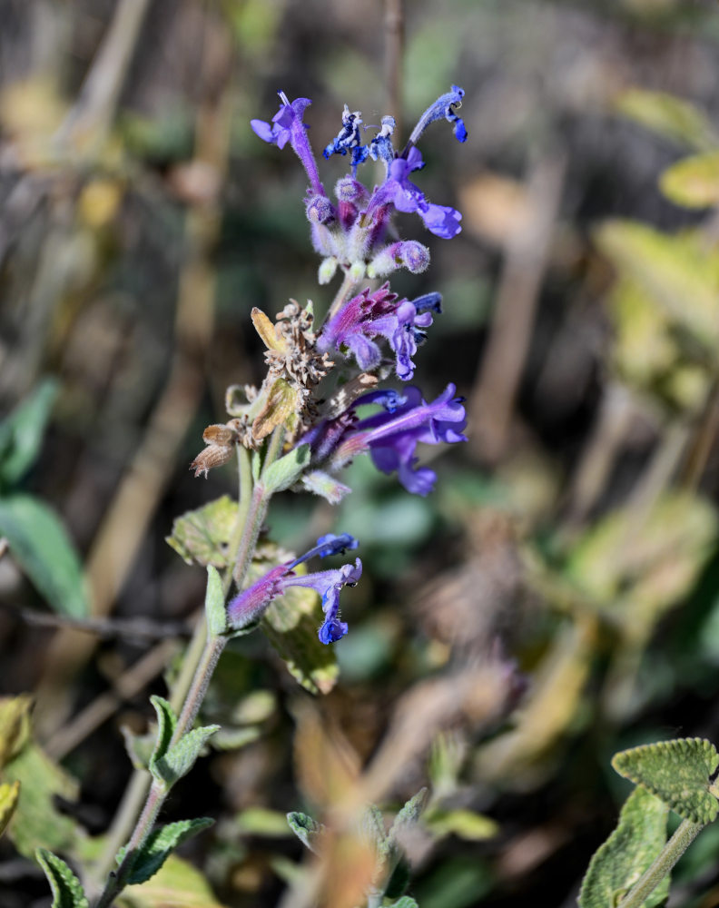 Изображение особи Nepeta mussinii.