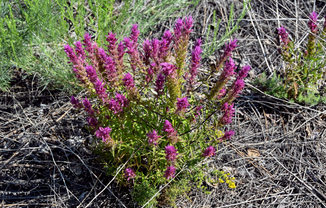 Image of Melampyrum arvense specimen.