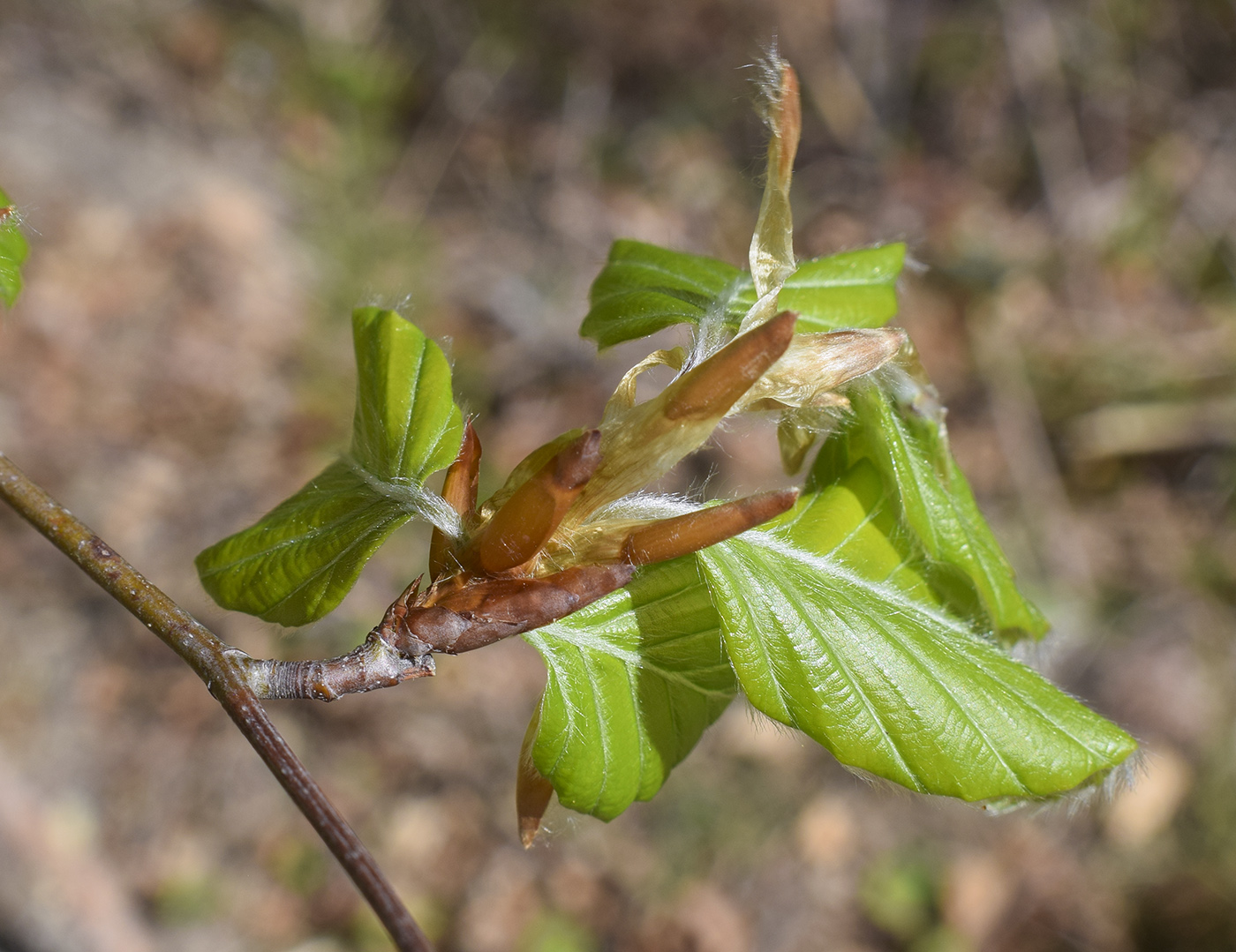 Image of Fagus sylvatica specimen.