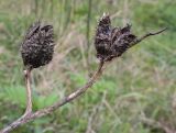 Datura stramonium. Часть сухого прошлогоднего побега с плодами. Абхазия, Гагрский р-н, окр. с. Лдзаа, разнотравный луг. 11.04.2024.