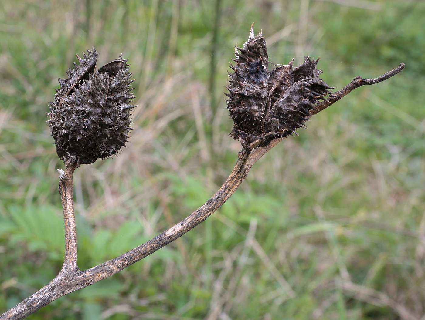 Image of Datura stramonium specimen.