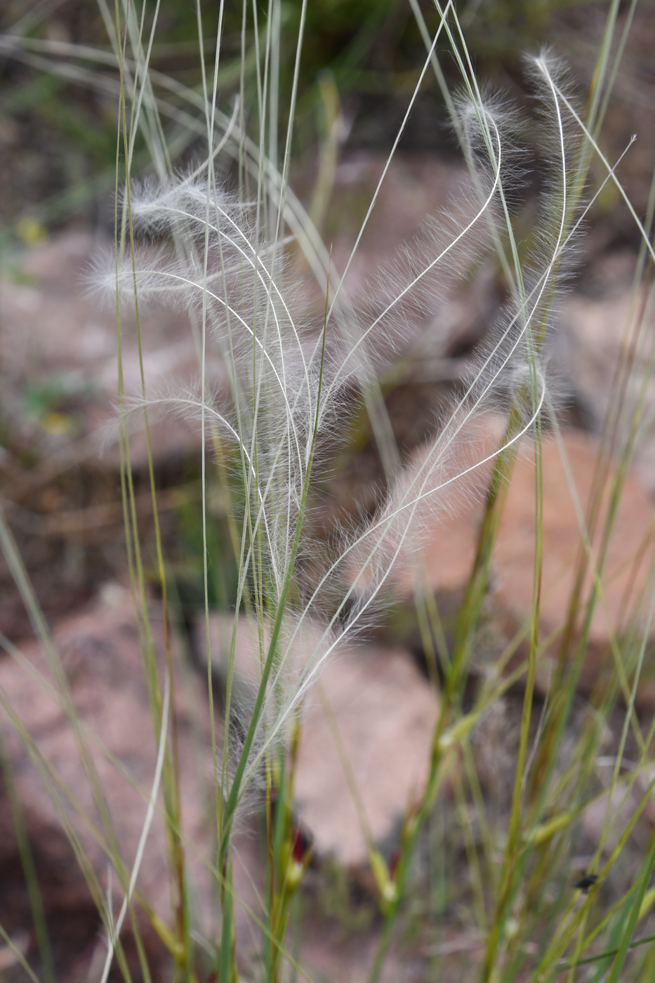 Изображение особи род Stipa.