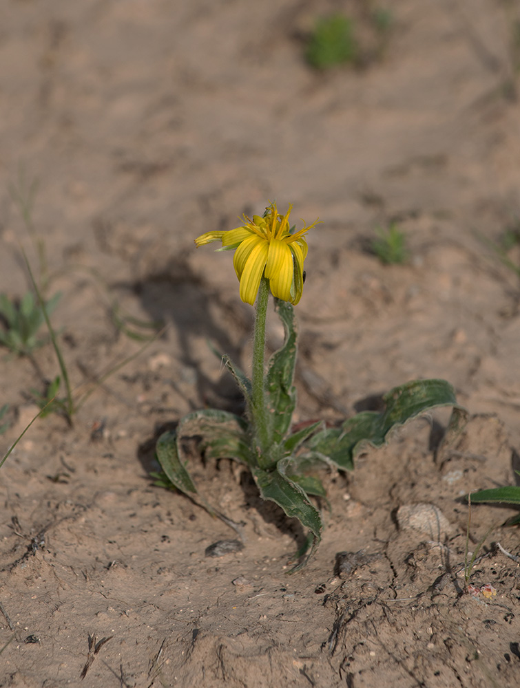 Изображение особи Scorzonera circumflexa.