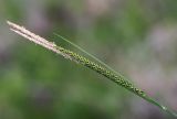 Carex appendiculata