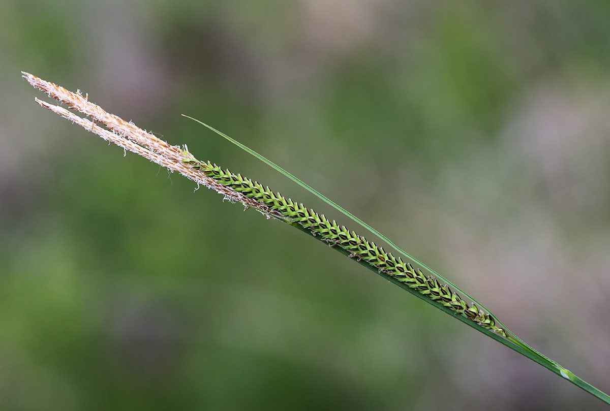 Image of Carex appendiculata specimen.