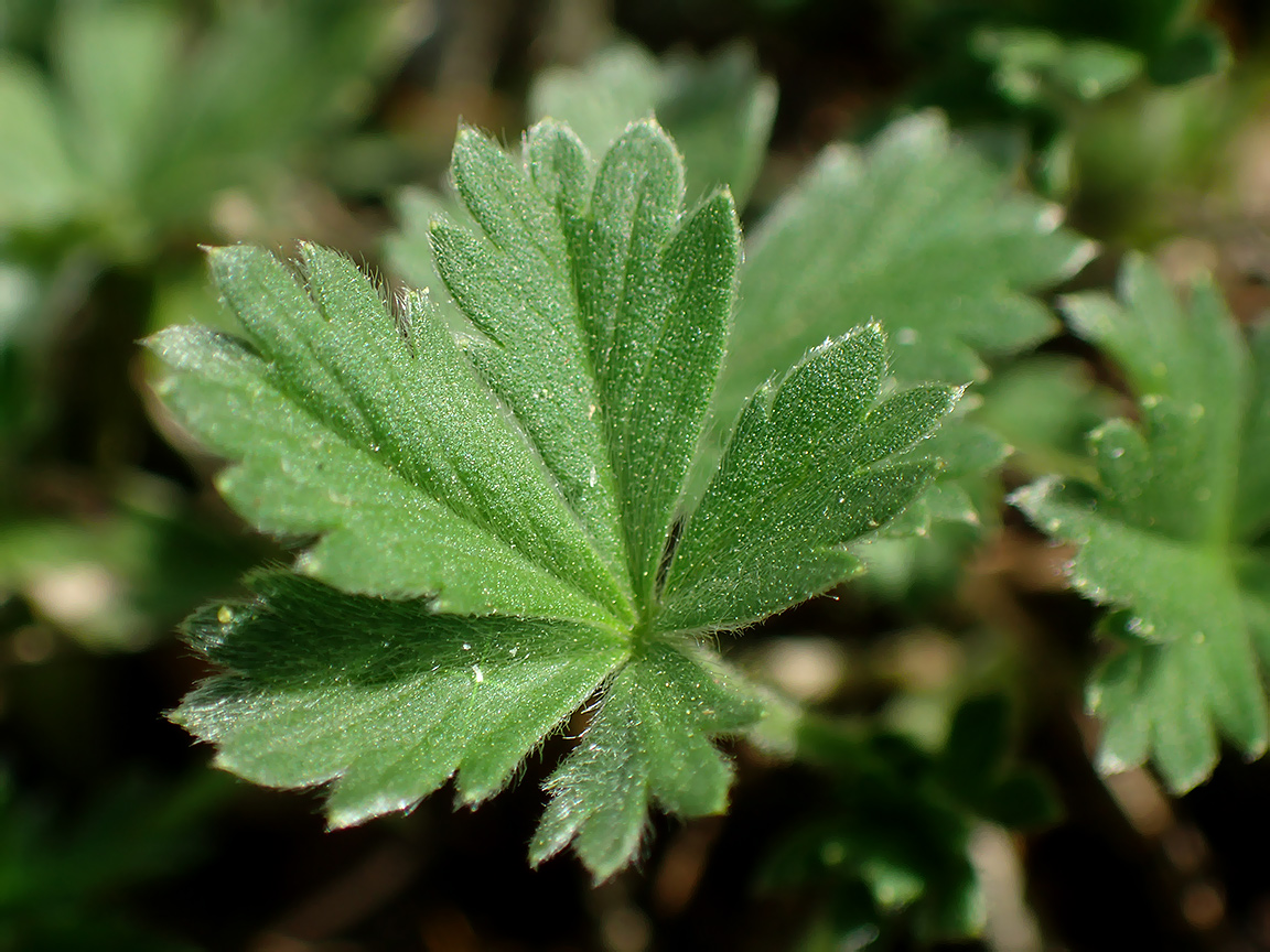 Изображение особи род Potentilla.