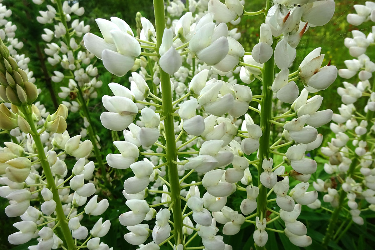 Изображение особи Lupinus nootkatensis.