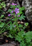 Malva sylvestris. Верхушка цветущего растения. Грузия, Имеретия, Гелатский монастырь, каменистый склон. 14.06.2023.