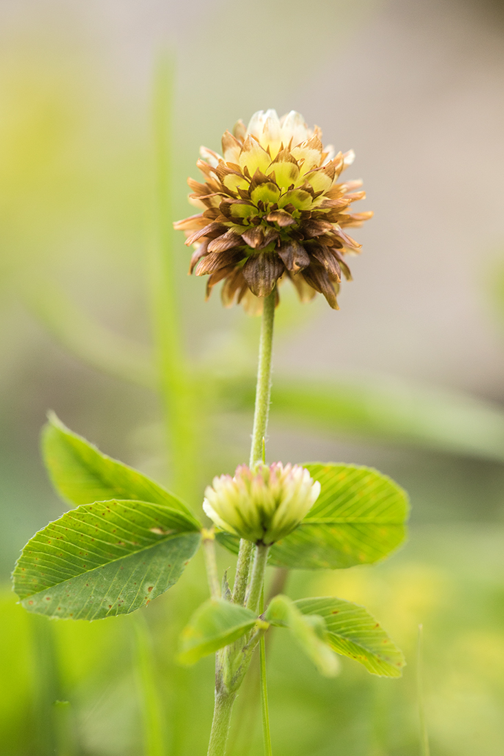 Image of Trifolium rytidosemium specimen.