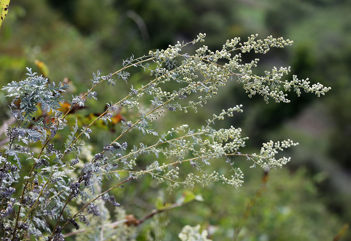 Image of Artemisia freyniana specimen.