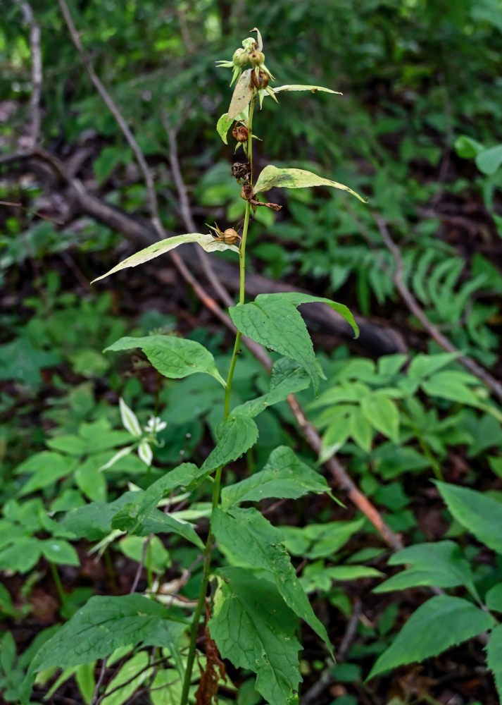 Image of Campanula latifolia specimen.