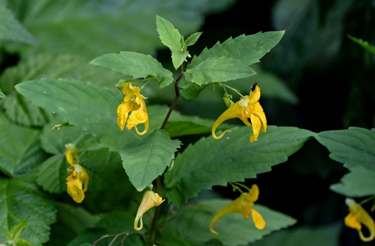 Image of Impatiens noli-tangere specimen.