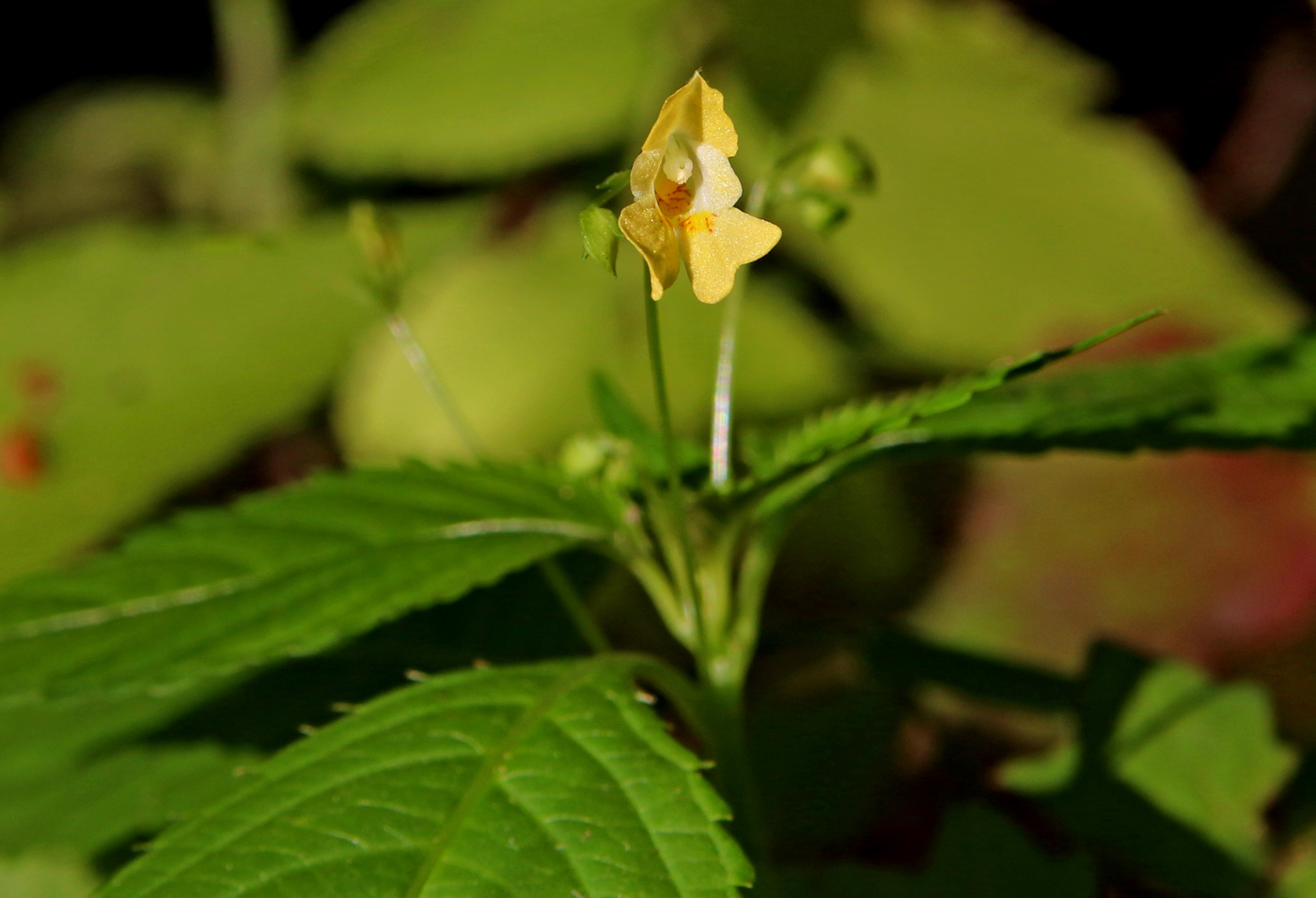 Изображение особи Impatiens parviflora.