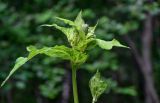 Cirsium oleraceum. Верхушка побега с распускающимся соцветием. Вологодская обл., Кирилловский р-н, Ципина гора, смешанный лес. 12.07.2024.