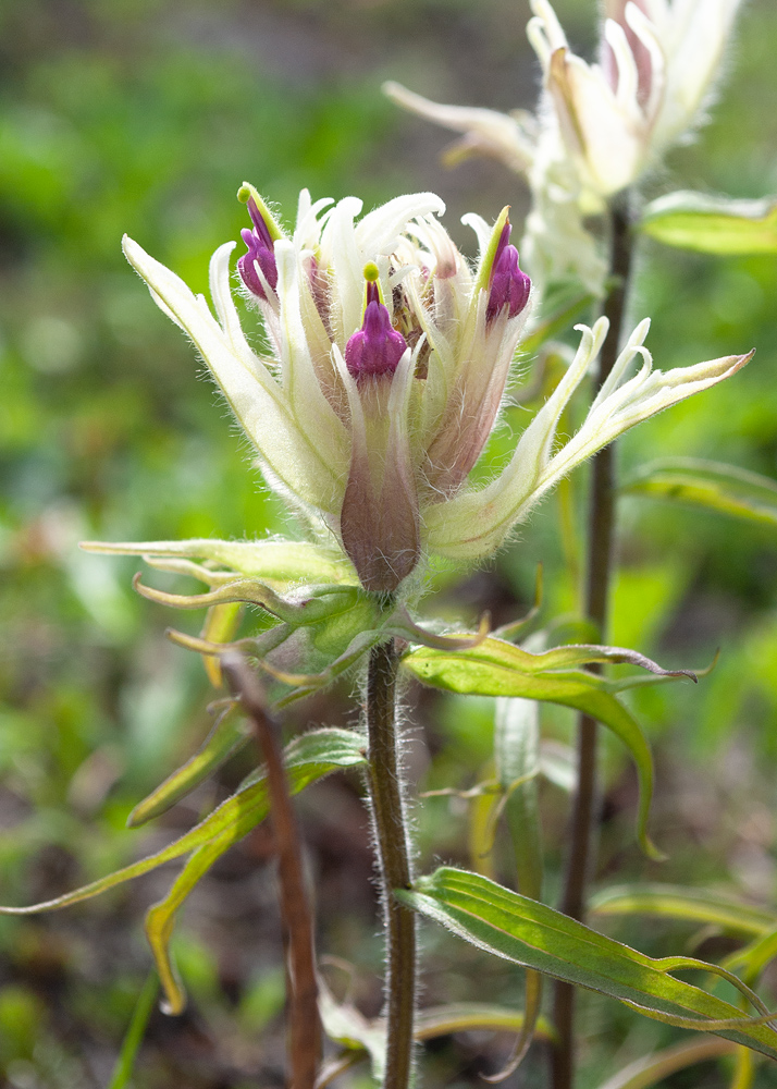 Image of Castilleja pavlovii specimen.