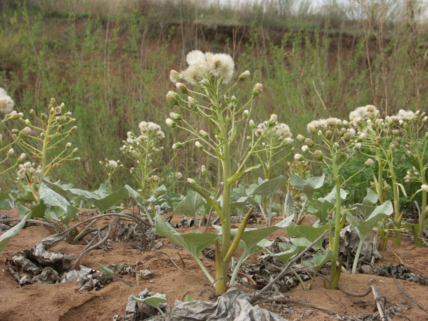 Изображение особи Petasites spurius.