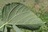 Tilia begoniifolia. Лист. Крым, Севастополь, ур. Максимова дача. 09.06.2014.