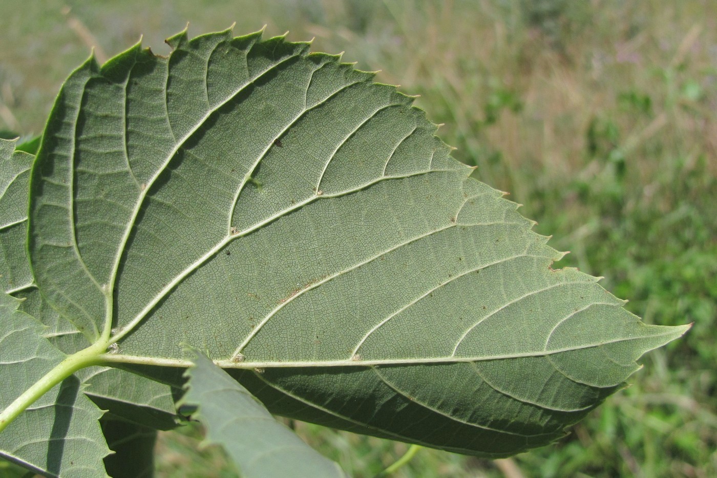 Изображение особи Tilia begoniifolia.