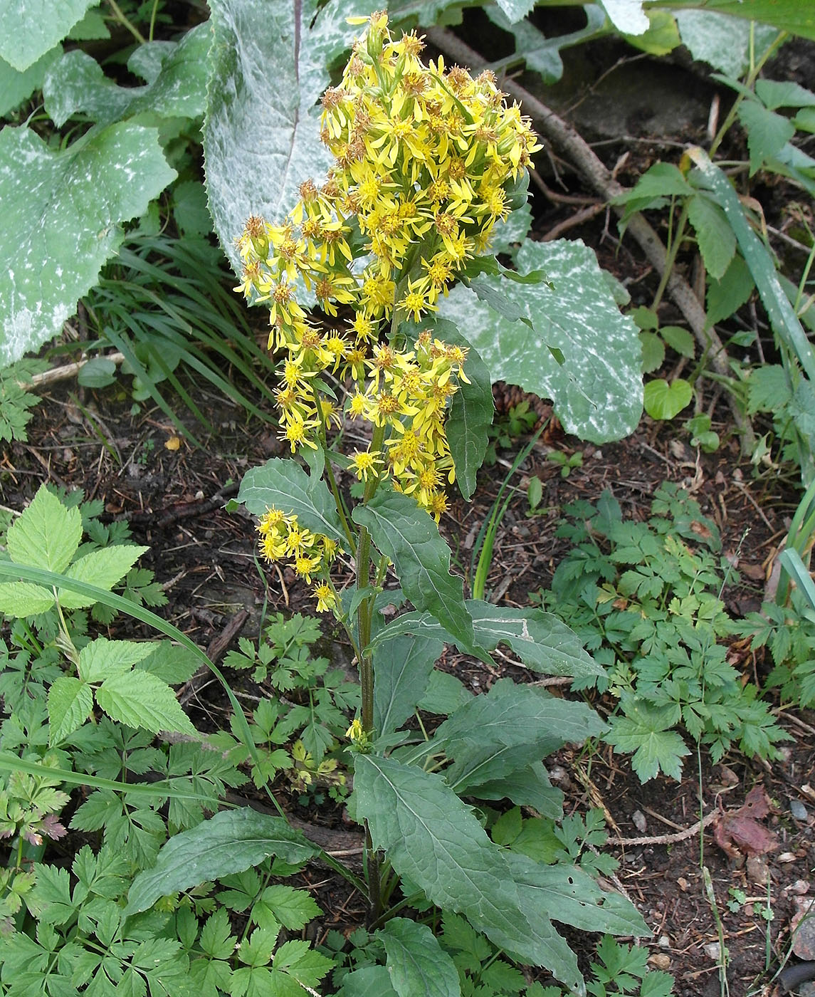 Image of Solidago virgaurea ssp. dahurica specimen.