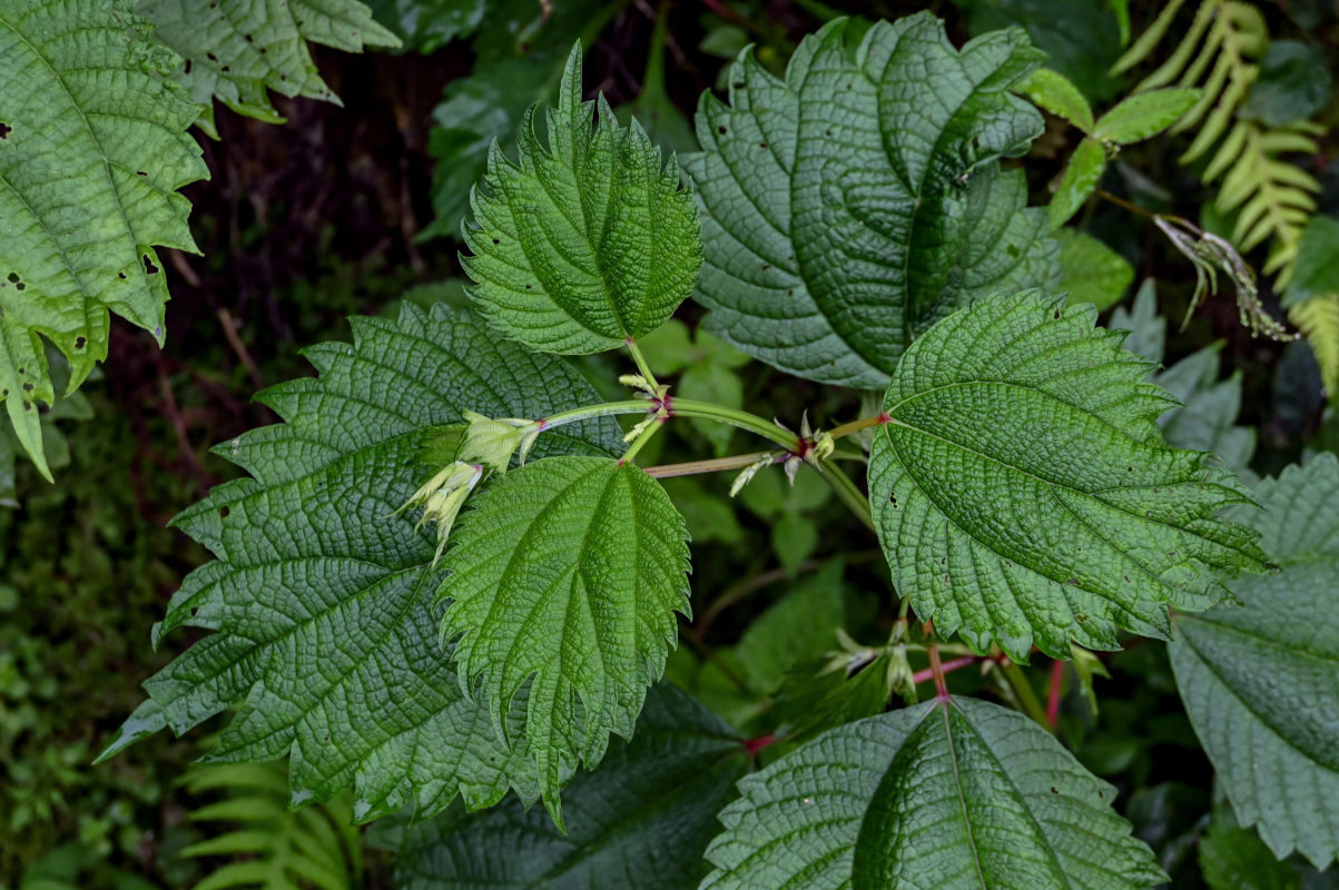 Изображение особи Boehmeria japonica.