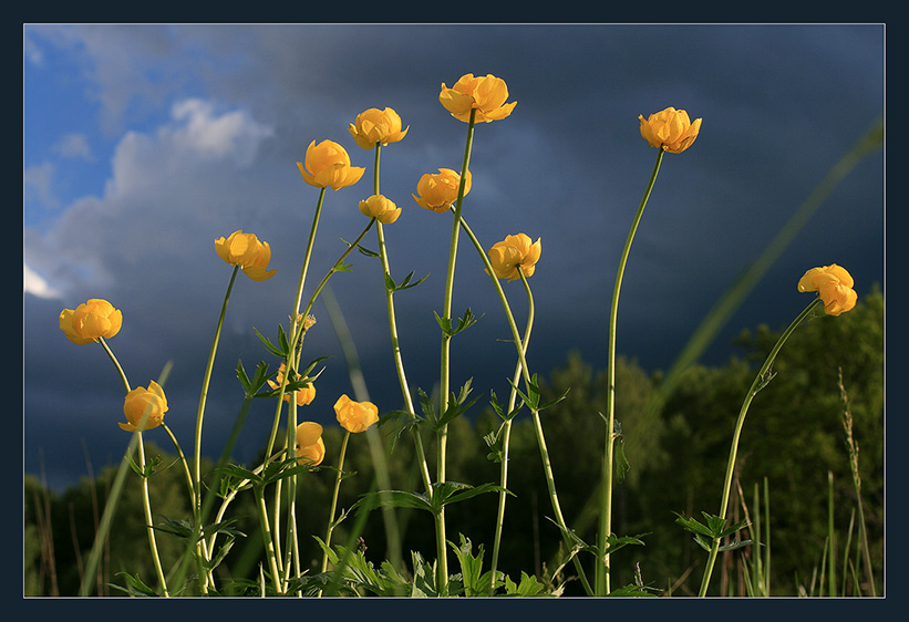 Изображение особи Trollius europaeus.