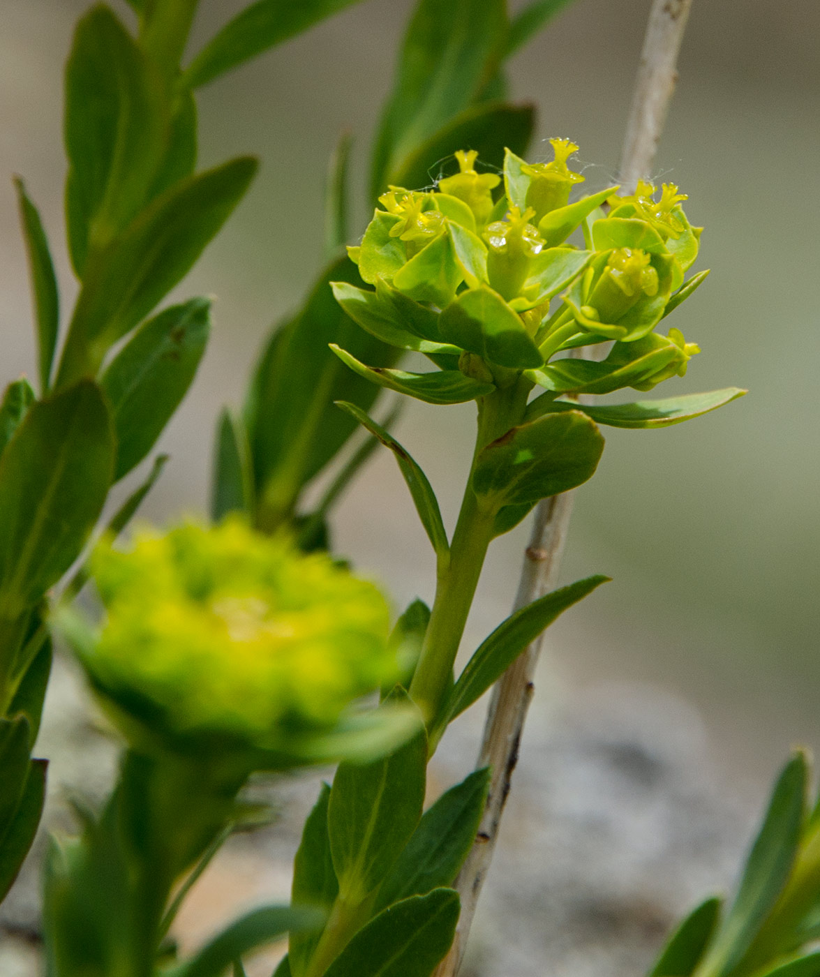 Image of genus Euphorbia specimen.