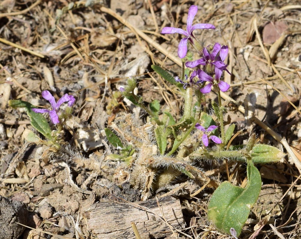 Изображение особи Strigosella turkestanica.