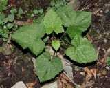 Смотреть изображение Cicerbita macrophylla