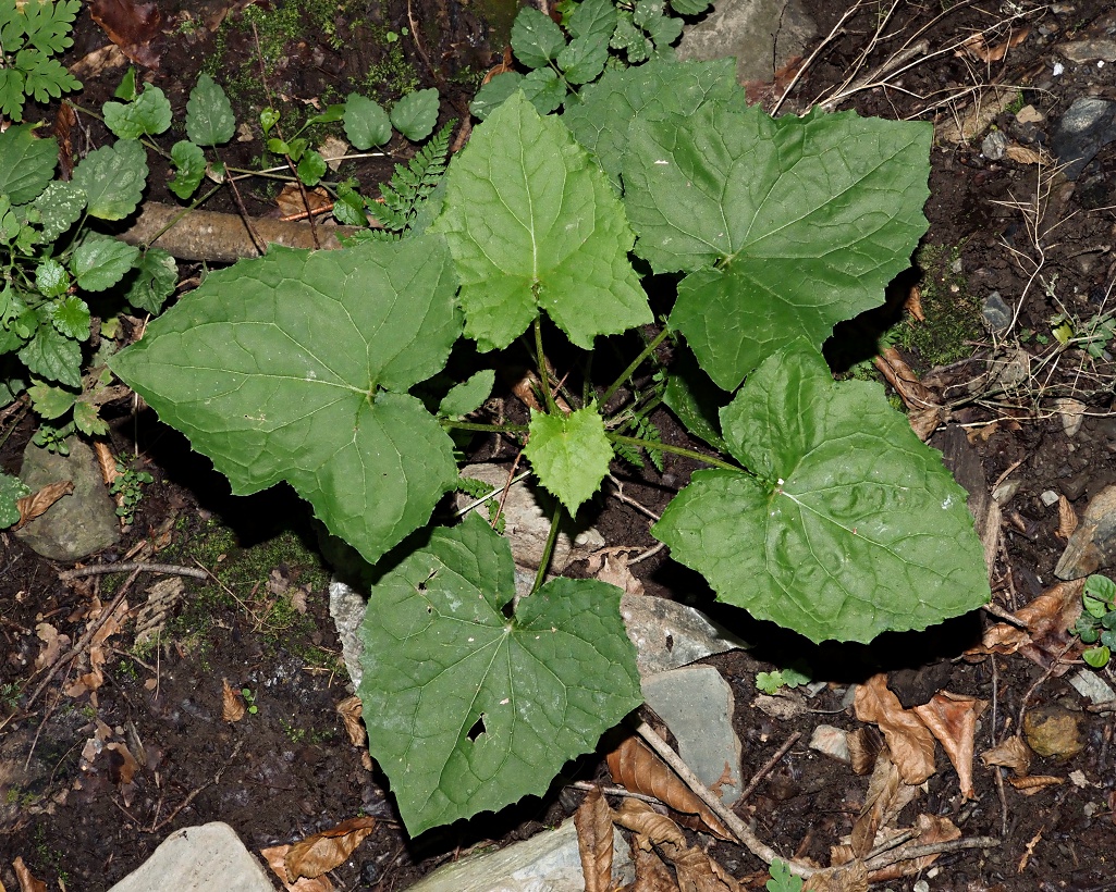 Image of Cicerbita macrophylla specimen.