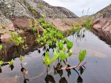 Menyanthes trifoliata. Побеги плодоносящего растения. Республика Карелия, Ладожское озеро, ос-в Сюскюянсаари, каменная \"ванна\" на скальном выступе. Начало июля.