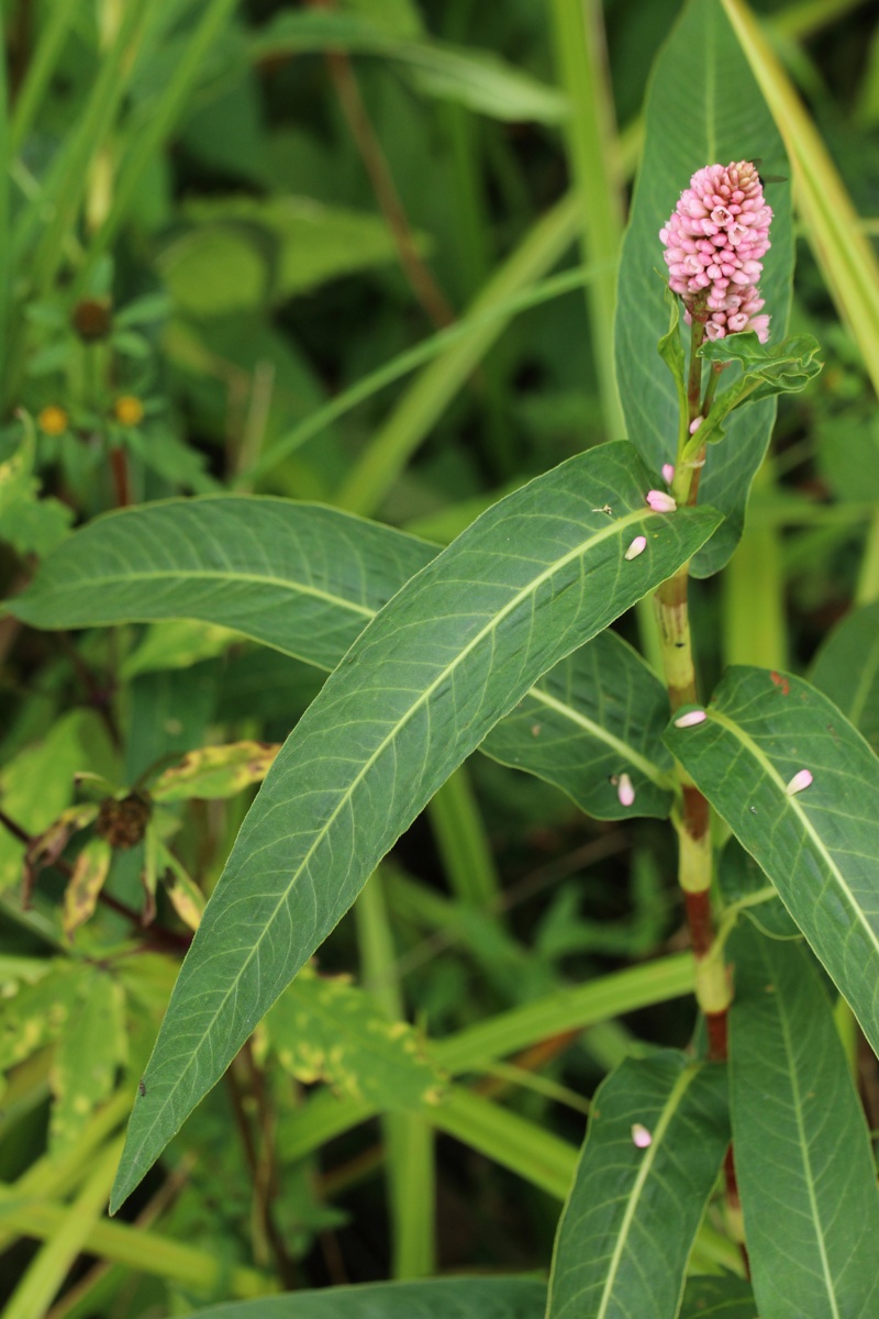 Image of Persicaria amphibia specimen.