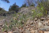 View full-size image Lathyrus saxatilis