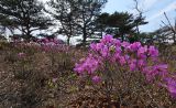 View full-size image Rhododendron mucronulatum