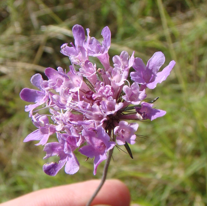 Image of Scabiosa columbaria specimen.