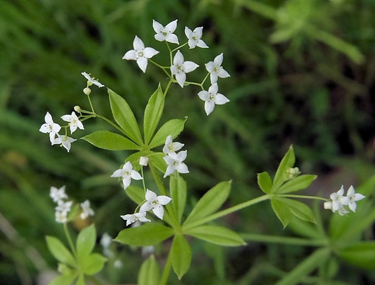 Image of Galium davuricum specimen.