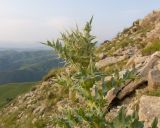 View full-size image Cirsium pugnax