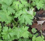 View full-size image genus Ranunculus