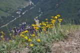 View full-size image Anthemis marschalliana subspecies pectinata