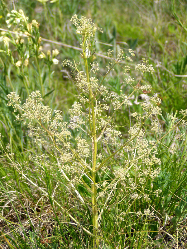 Image of Trinia multicaulis specimen.