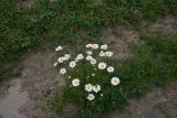 View full-size image Leucanthemum vulgare