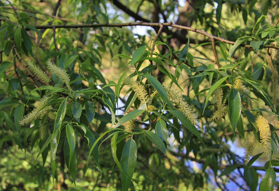 Image of Salix &times; meyeriana specimen.