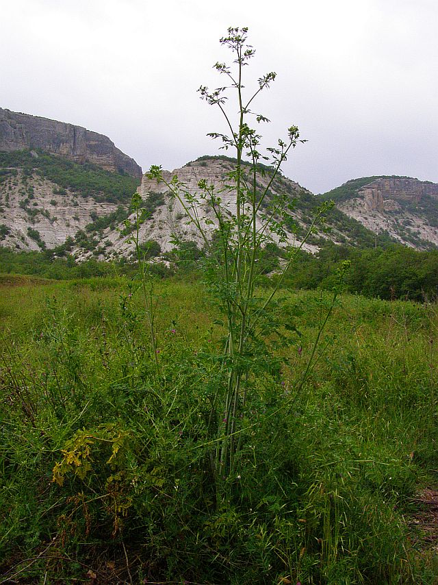 Изображение особи Conium maculatum.