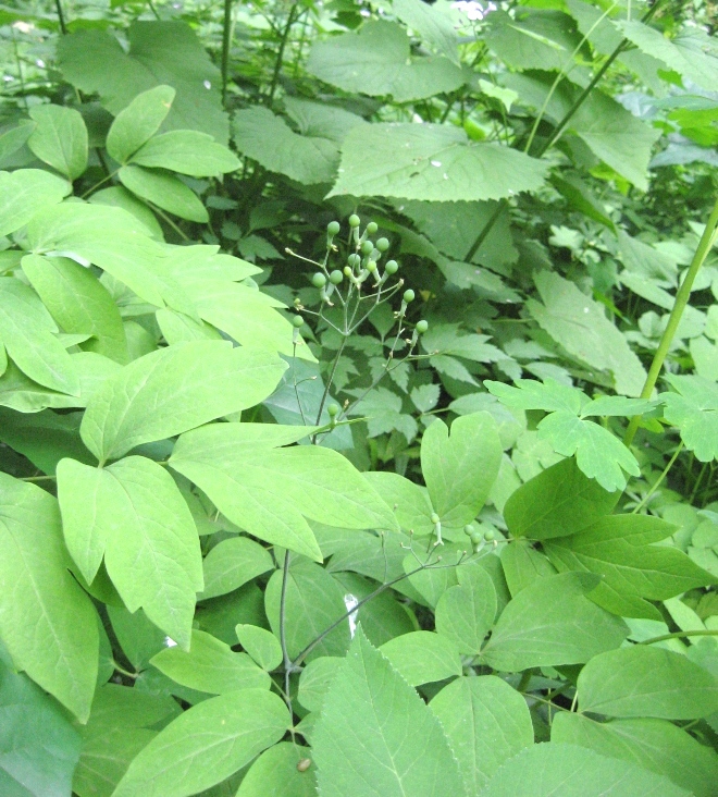 Image of Caulophyllum robustum specimen.