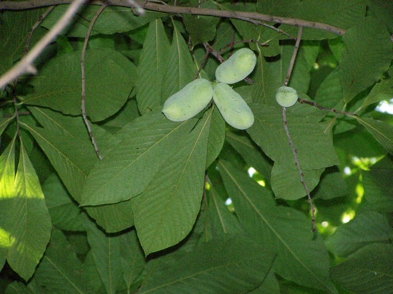 Image of Asimina triloba specimen.