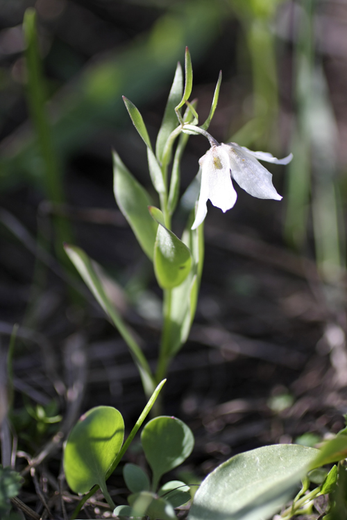 Image of Rhinopetalum bucharicum specimen.