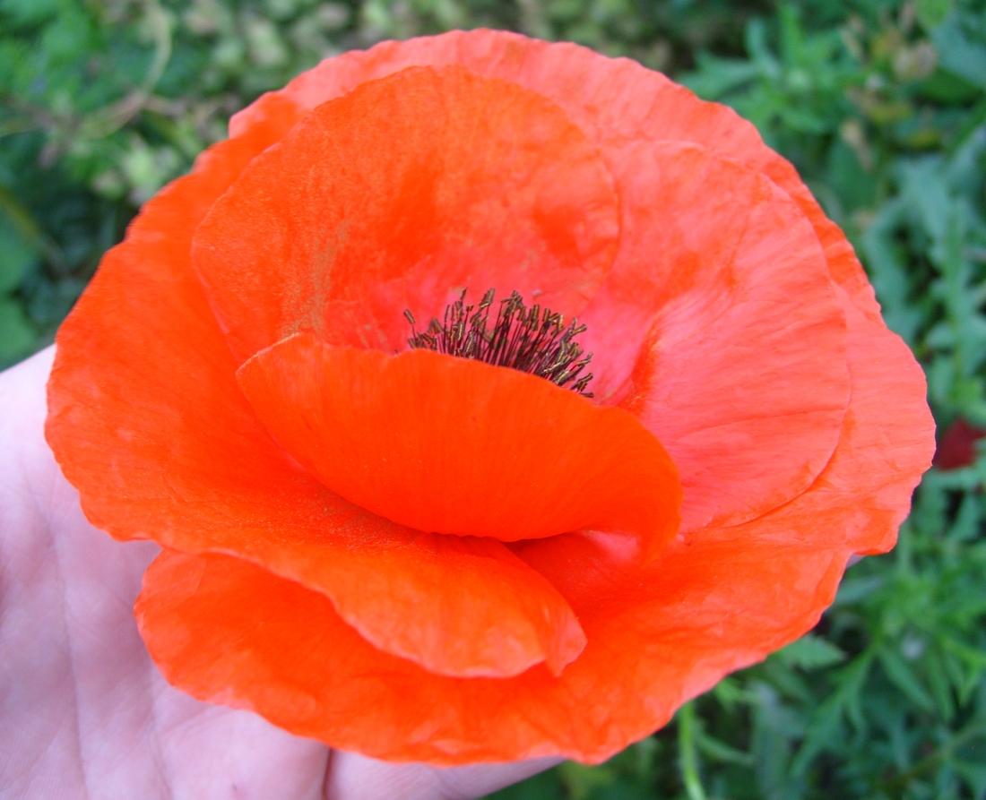 Изображение особи Papaver rhoeas.