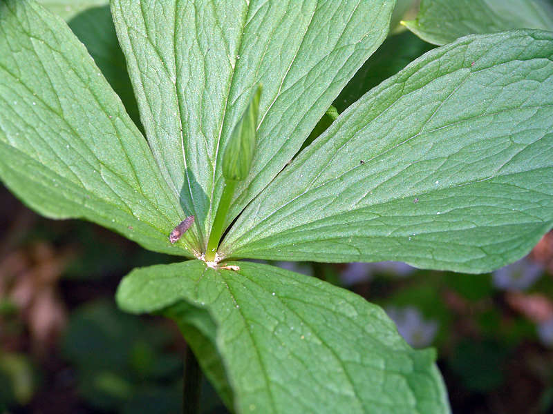 Изображение особи Paris quadrifolia.