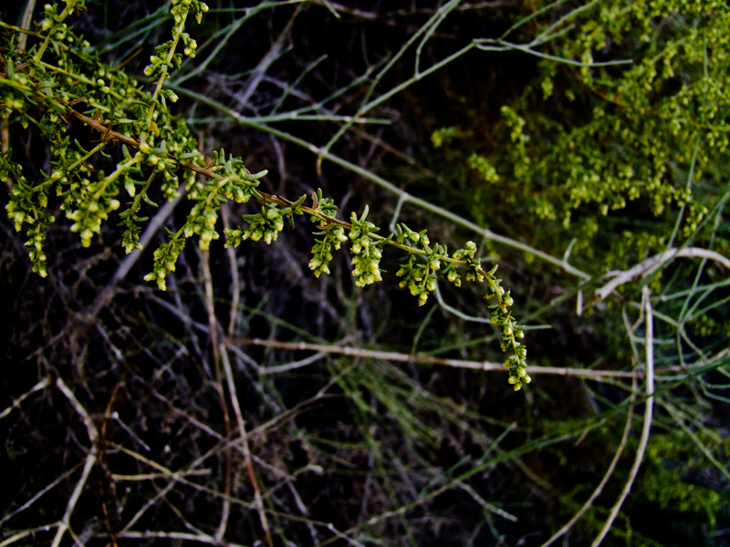 Изображение особи Artemisia monosperma.