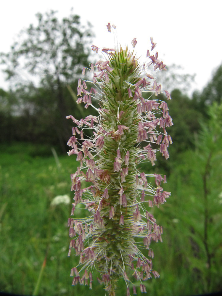 Изображение особи Phleum pratense.