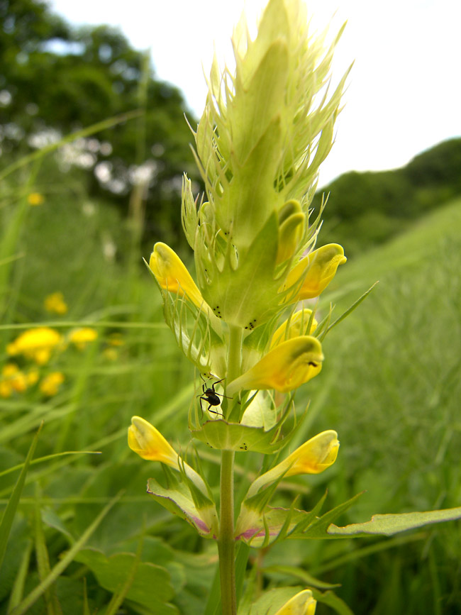 Image of Melampyrum argyrocomum specimen.